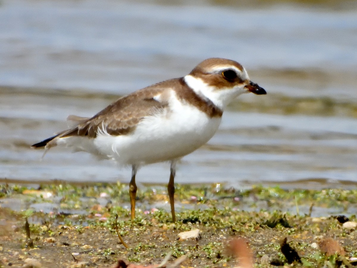 Semipalmated Plover - ML608498980