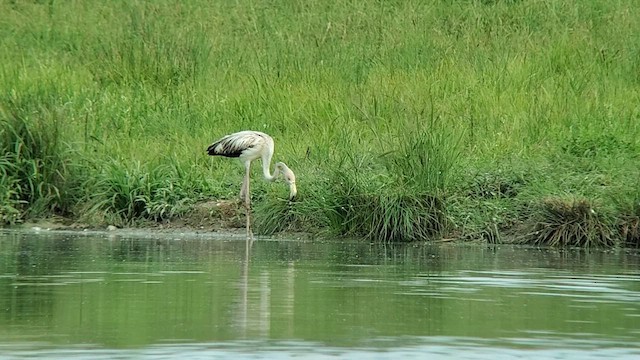 American Flamingo - ML608498984