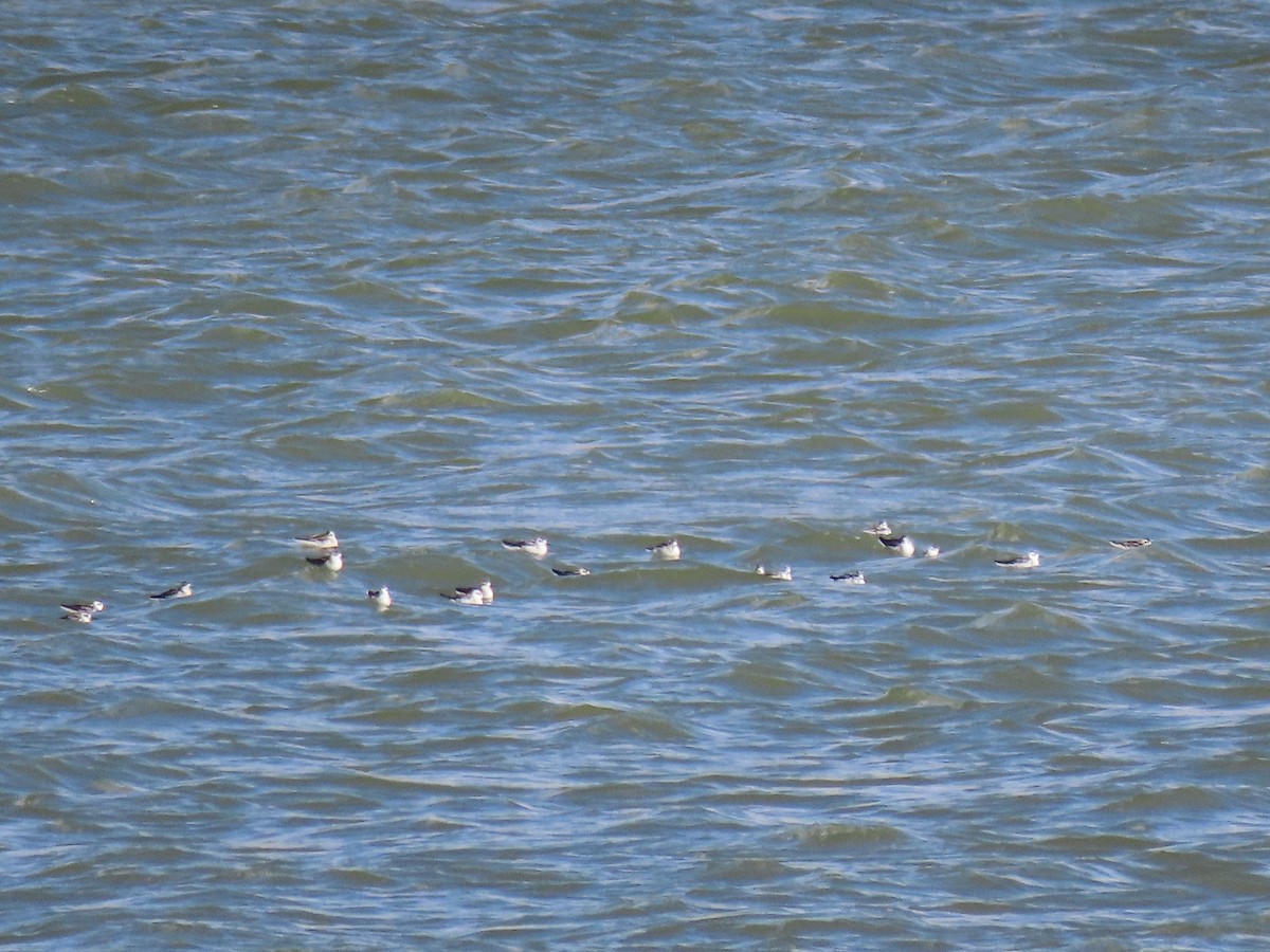 Red-necked Phalarope - douglas diekman