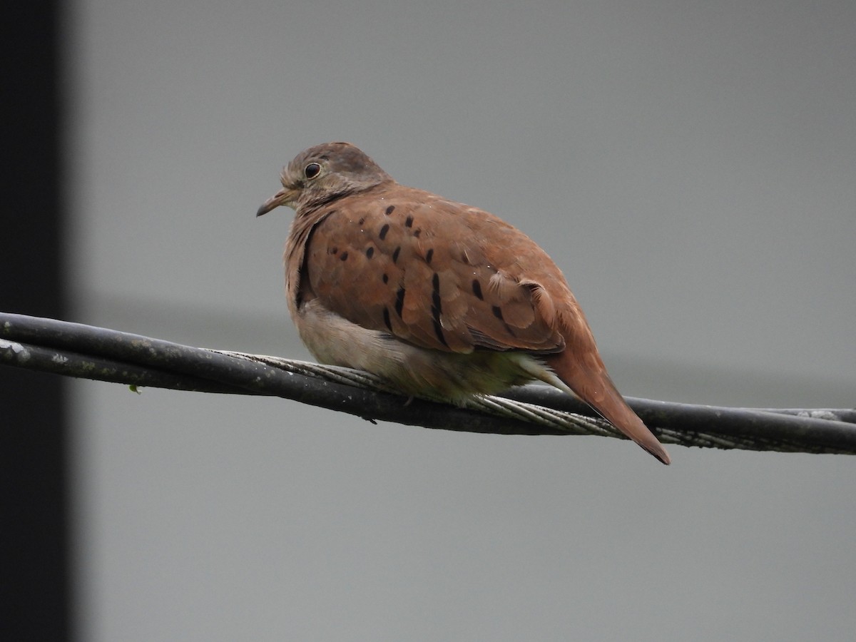 Ruddy Ground Dove - ML608499045