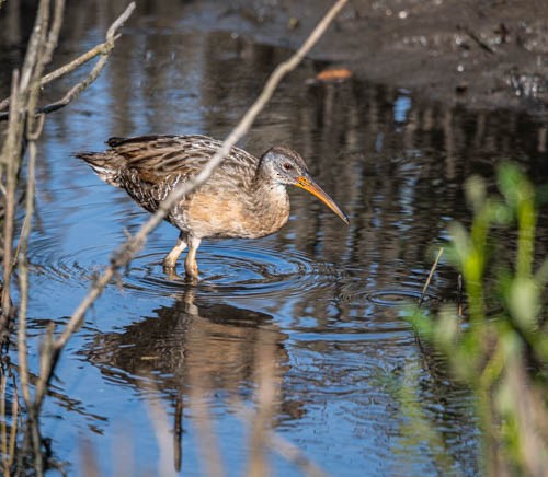 Clapper Rail - ML608499085