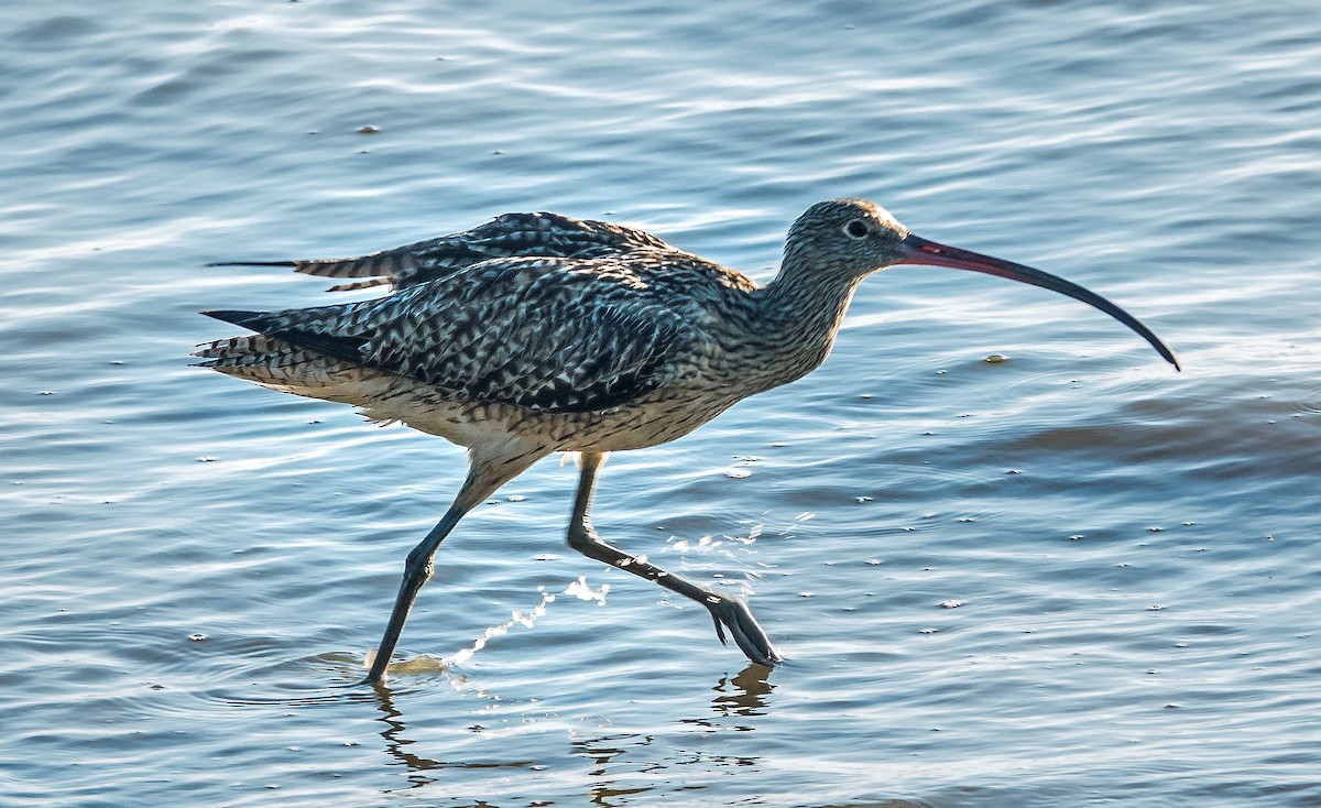 Far Eastern Curlew - Russell Scott