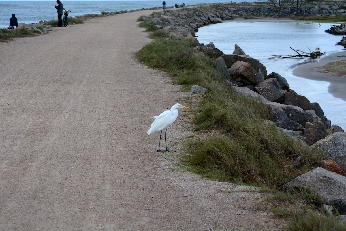 Great Egret - ML608499371