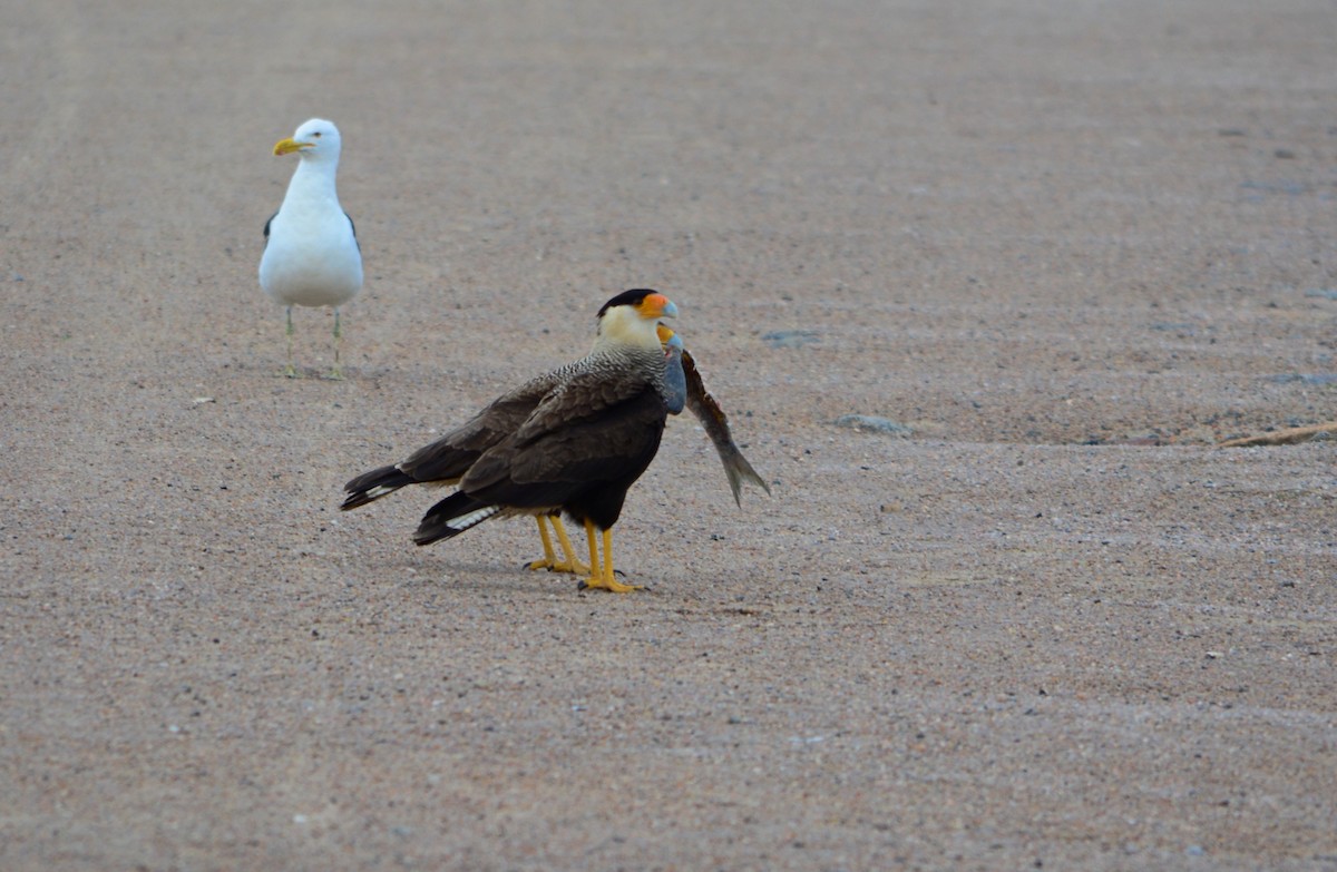 Crested Caracara - ML608499405