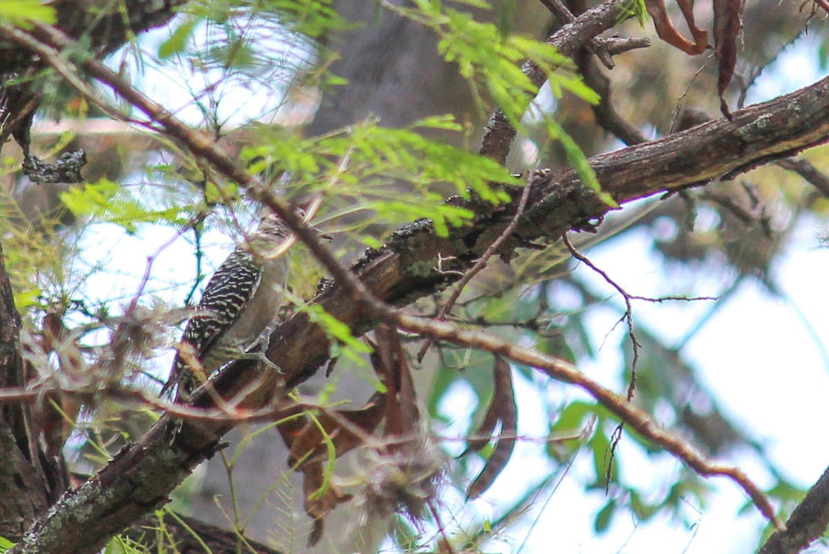 Gila Woodpecker - ML608499434