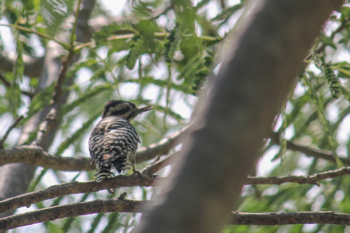 Ladder-backed Woodpecker - ML608499481