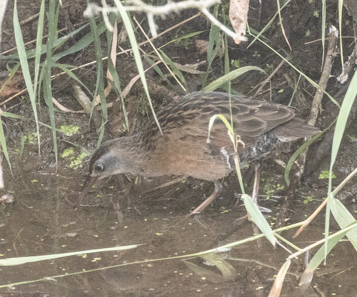 Virginia Rail - ML608499531