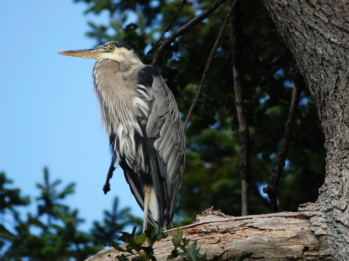 Great Blue Heron - ML608499582