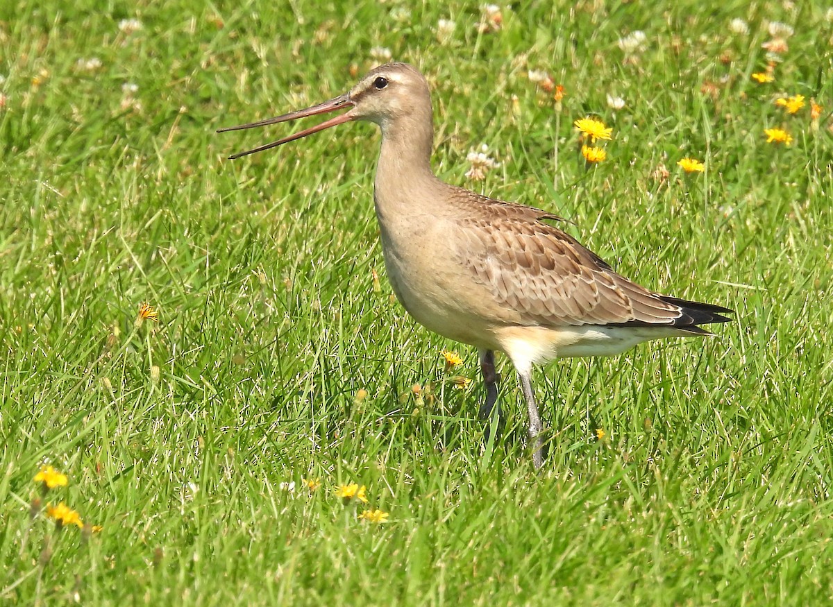 Hudsonian Godwit - ML608499615