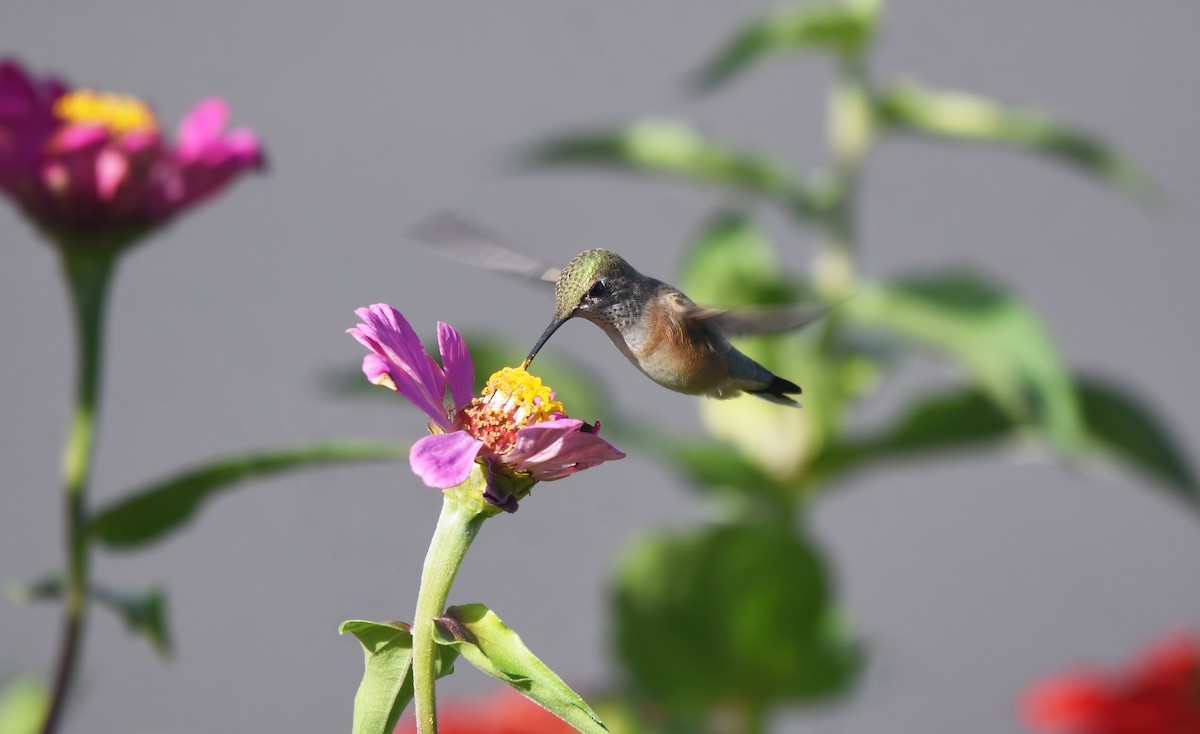 Calliope Hummingbird - ML608499617