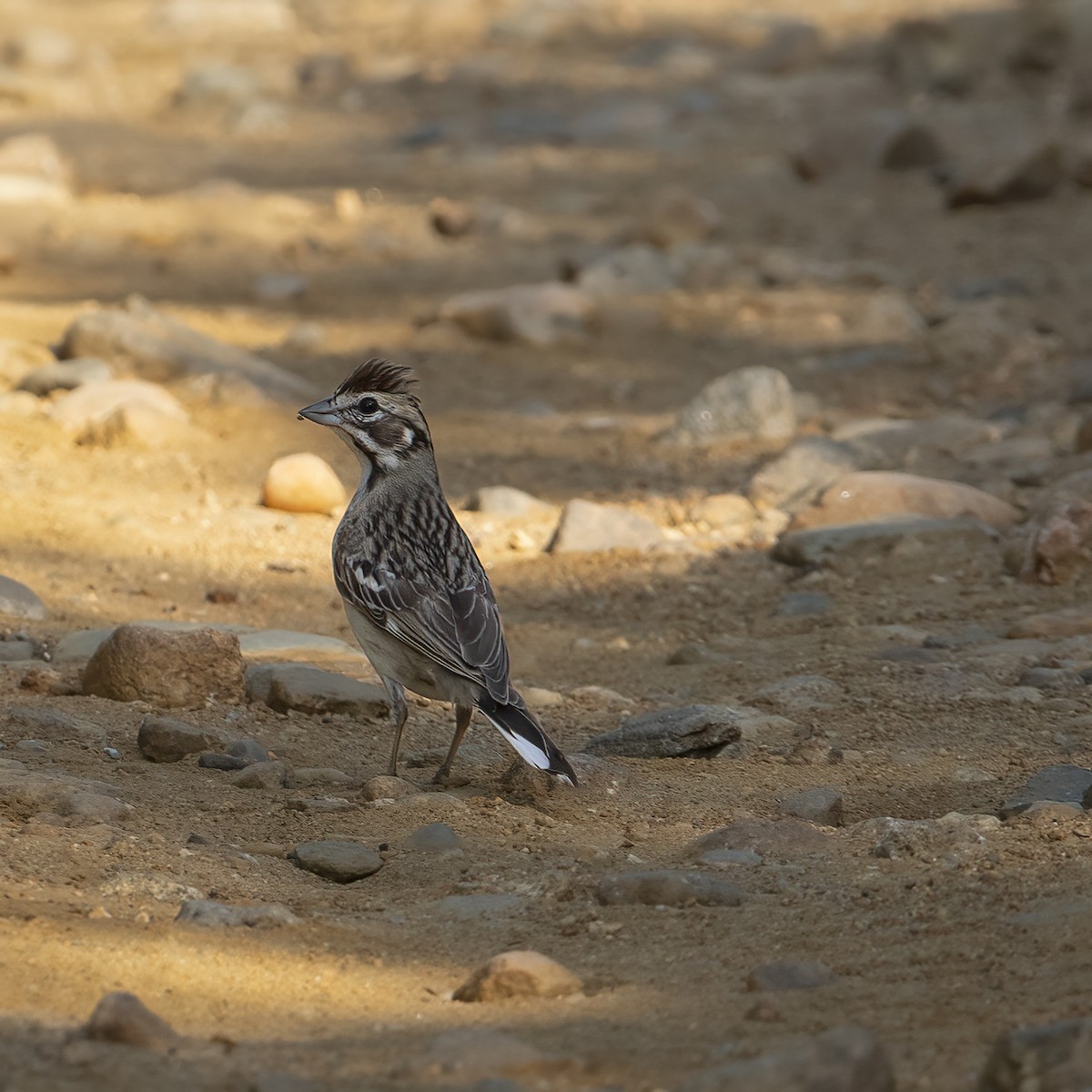 Lark Sparrow - ML608499638