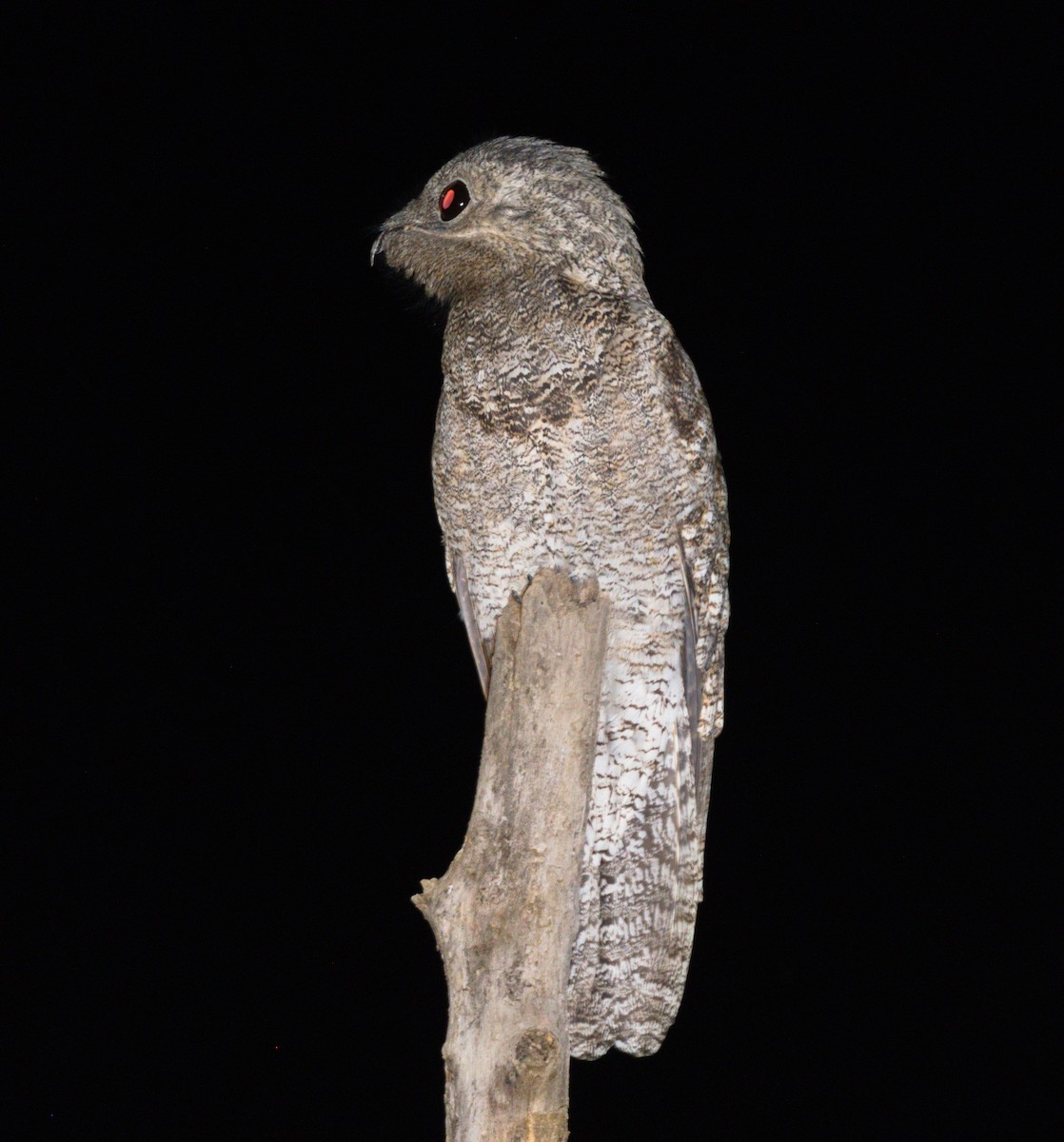 Common Potoo - Richard Gray