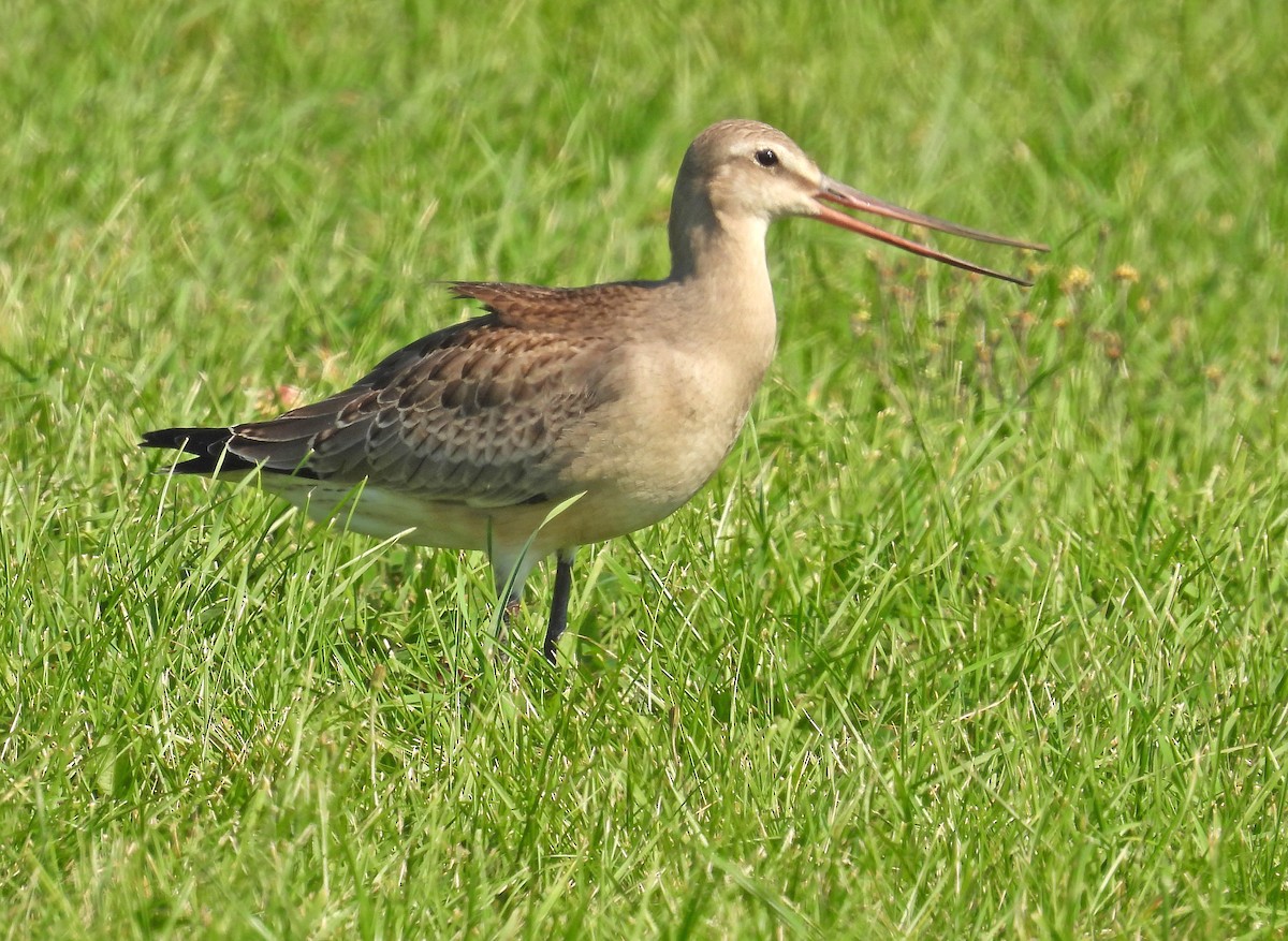 Hudsonian Godwit - ML608499673