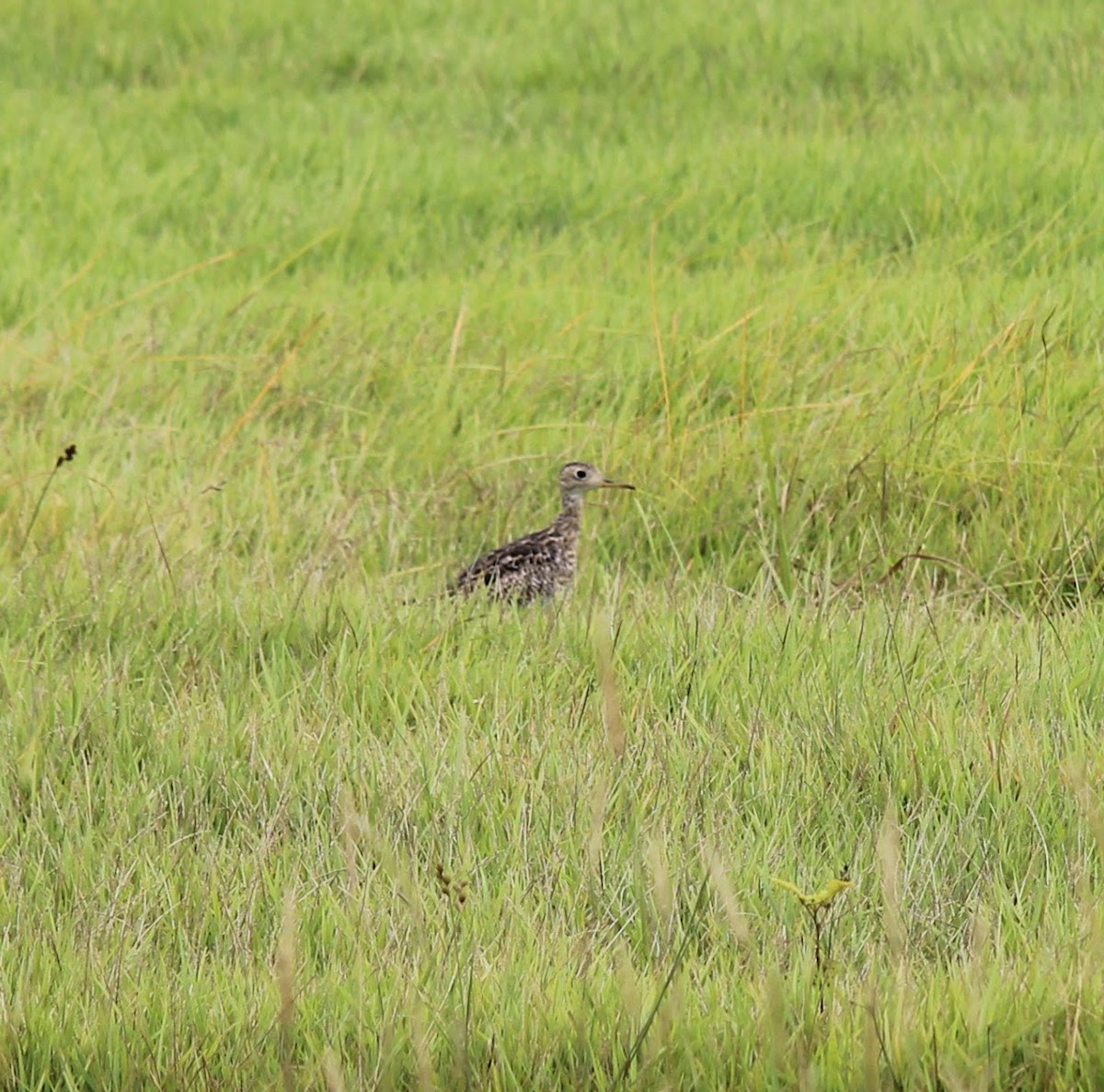 Upland Sandpiper - ML608499679