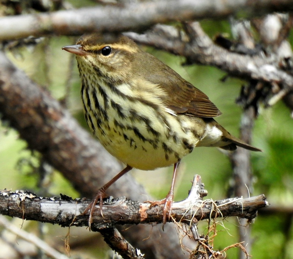 Northern Waterthrush - Marty Finch