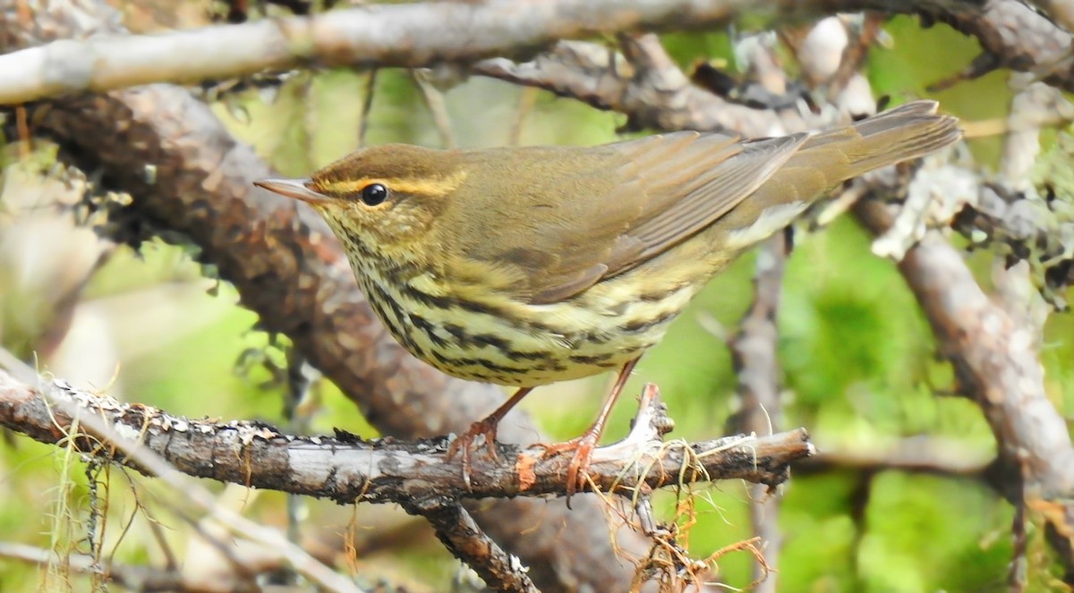 Northern Waterthrush - Marty Finch