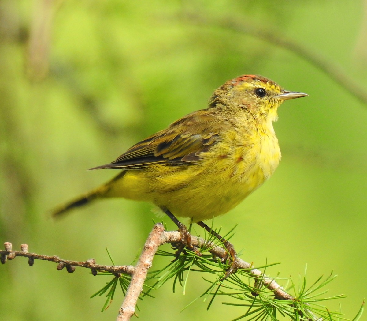 Palm Warbler - Marty Finch