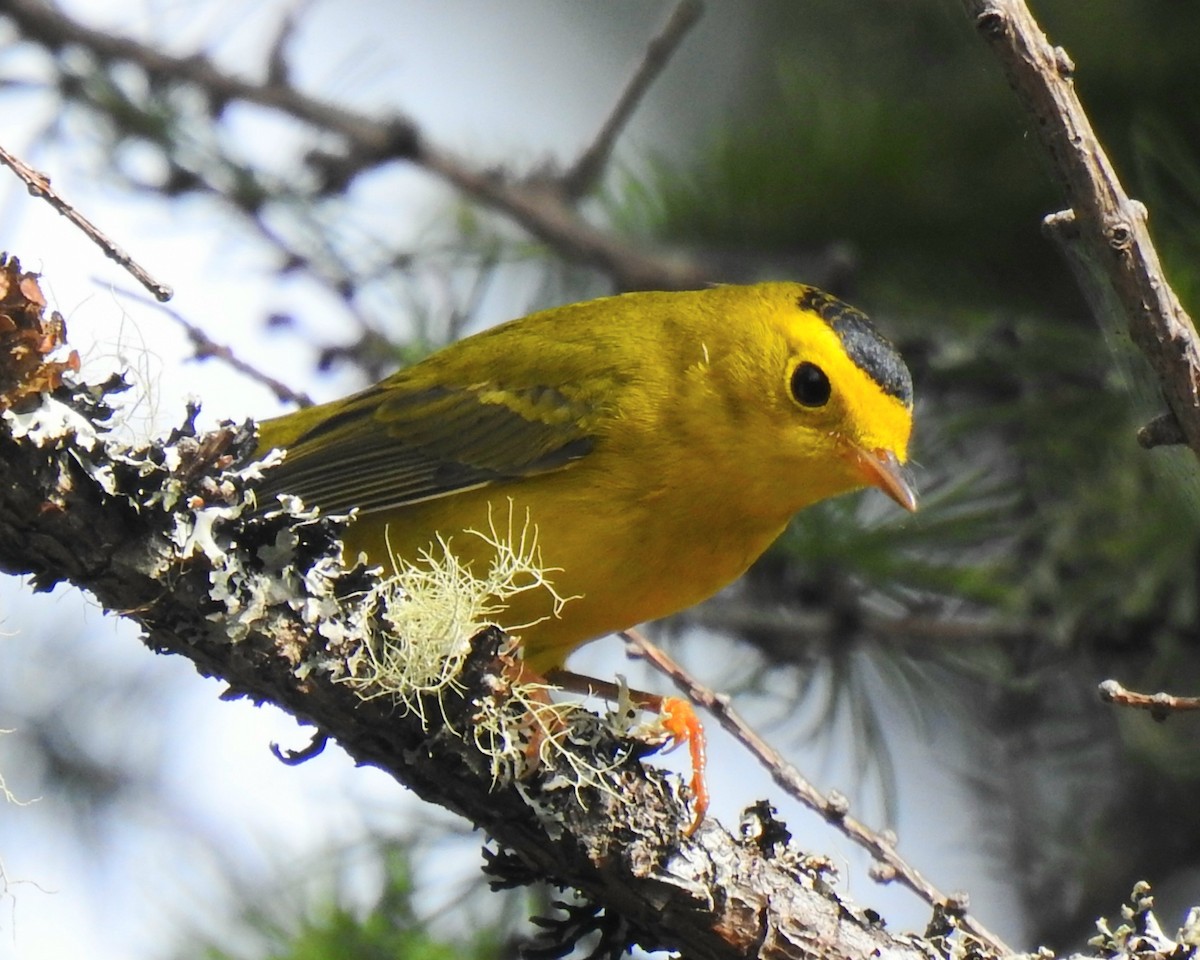 Wilson's Warbler - ML608499788