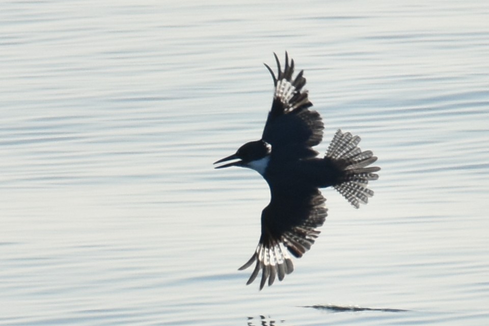 Belted Kingfisher - ML608499804