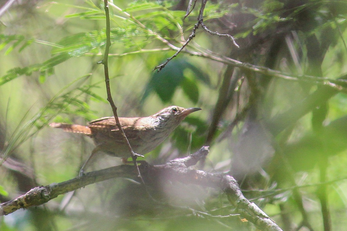 Sinaloa Wren - ML608499824