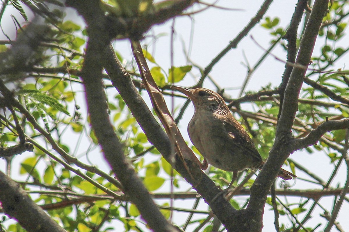 Sinaloa Wren - ML608499825