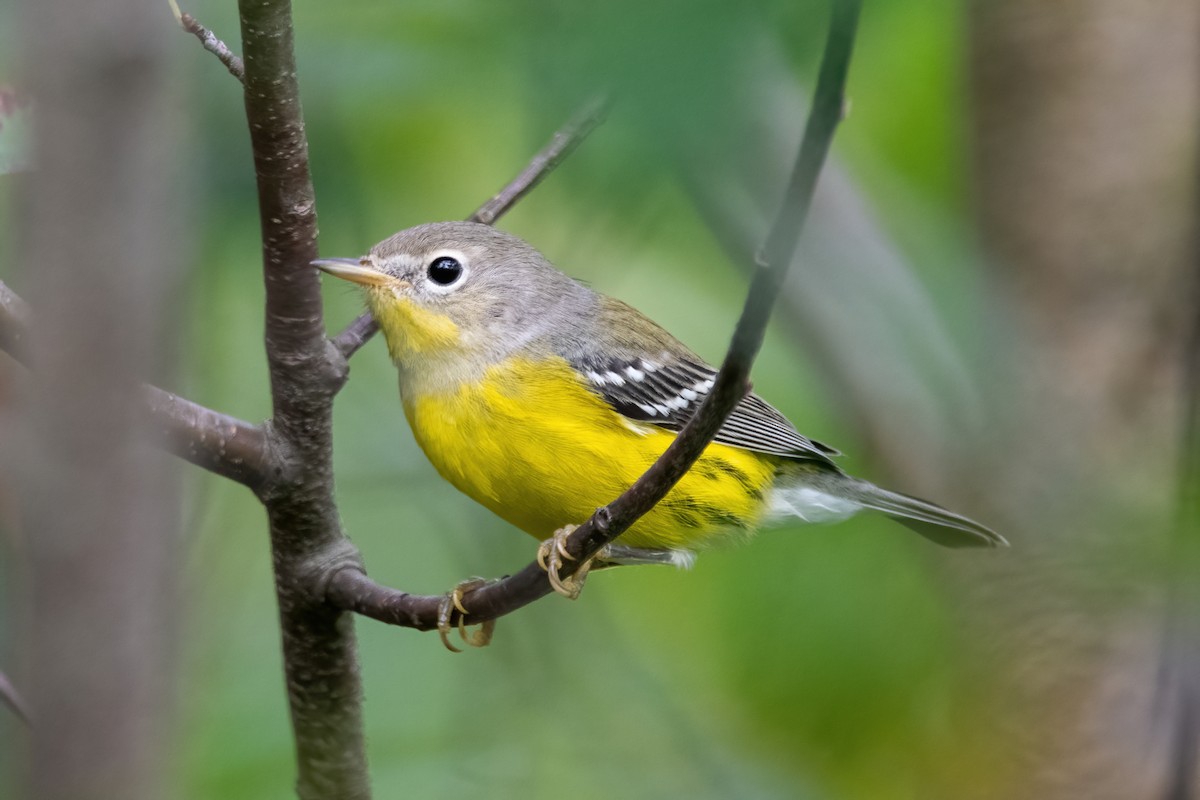 Magnolia Warbler - ML608499848