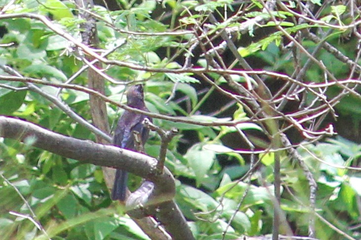 Varied Bunting - ML608499892