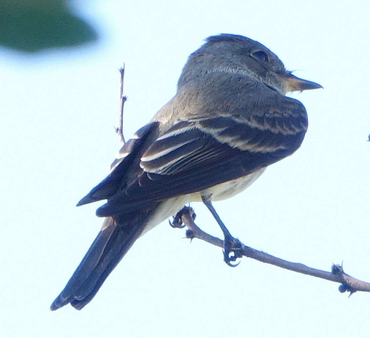 Western Wood-Pewee - Carolyn Ohl, cc