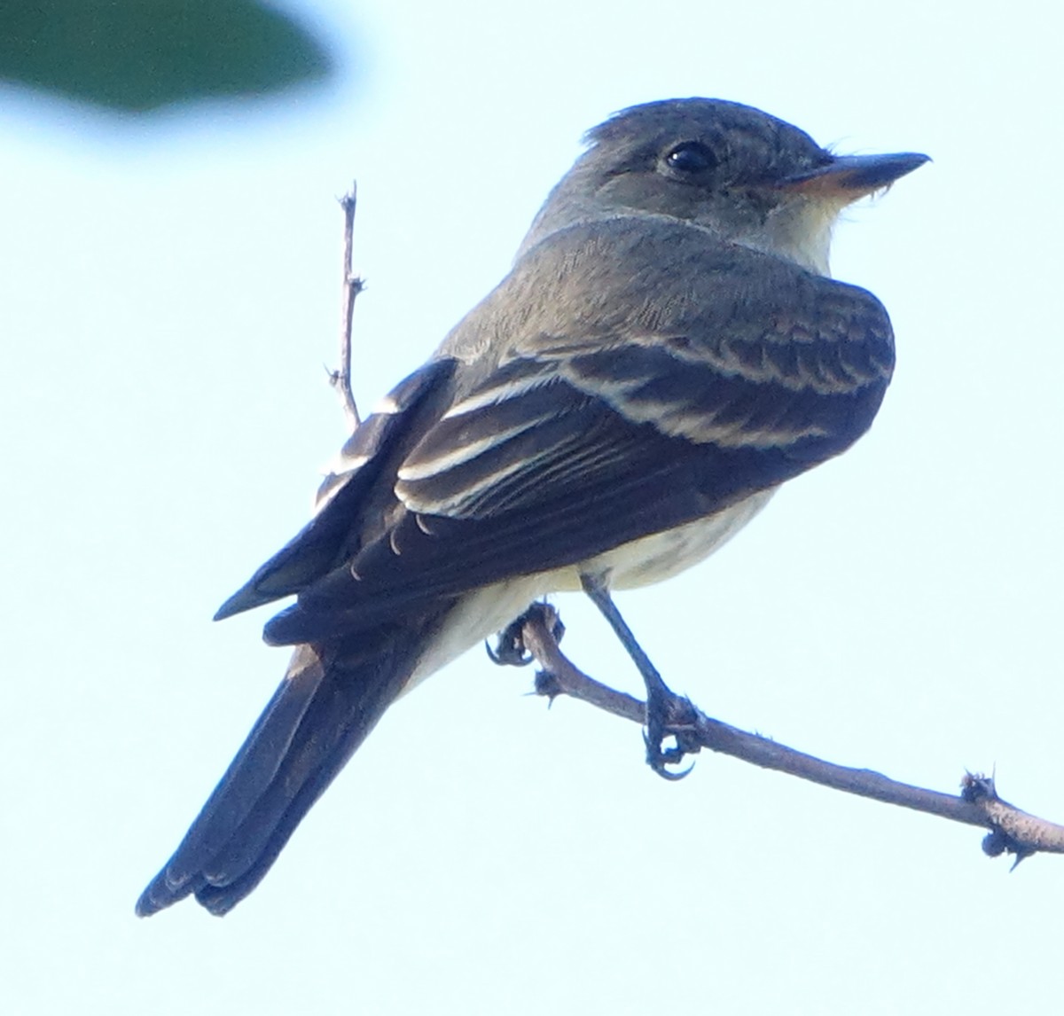 Western Wood-Pewee - Carolyn Ohl, cc