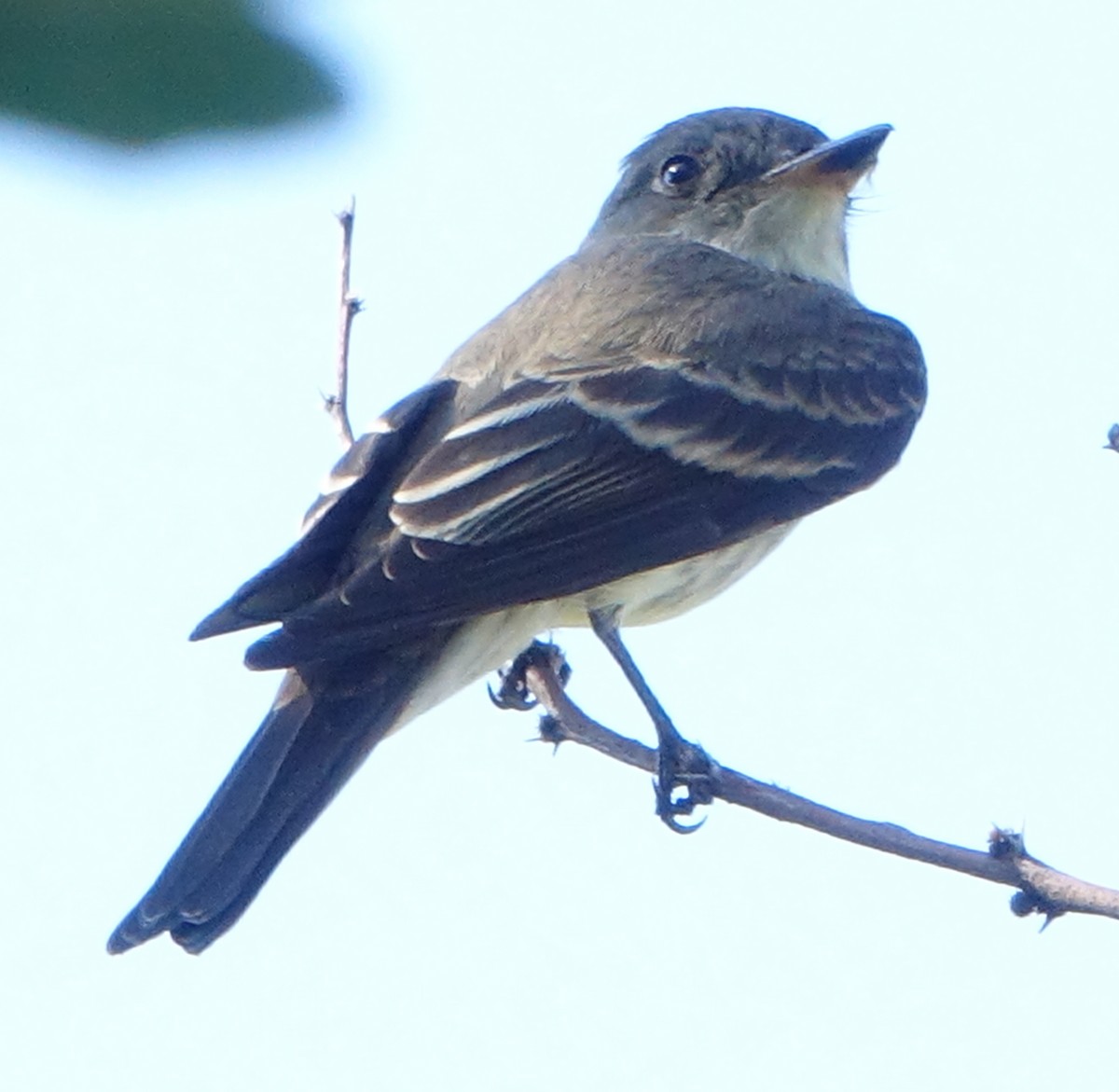 Western Wood-Pewee - Carolyn Ohl, cc