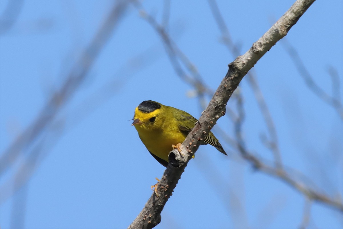 Wilson's Warbler - ML608499994