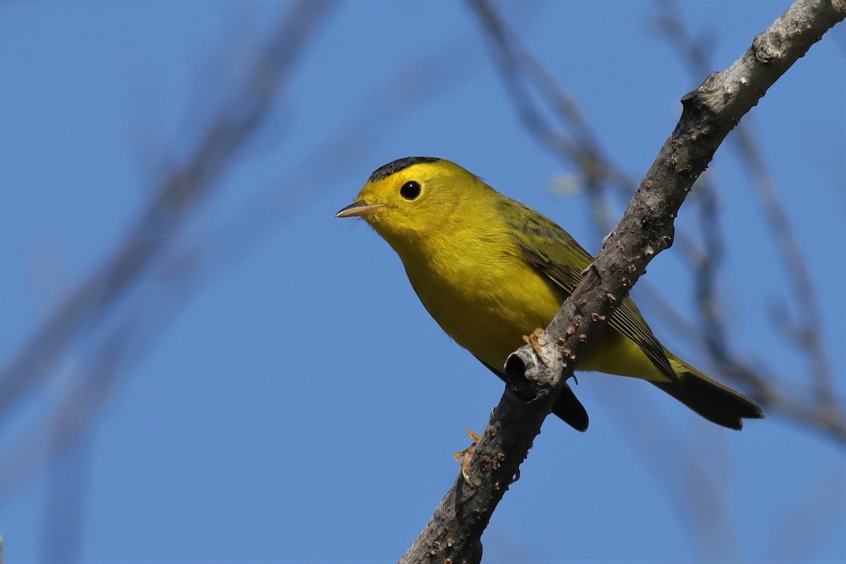 Wilson's Warbler - ML608499995