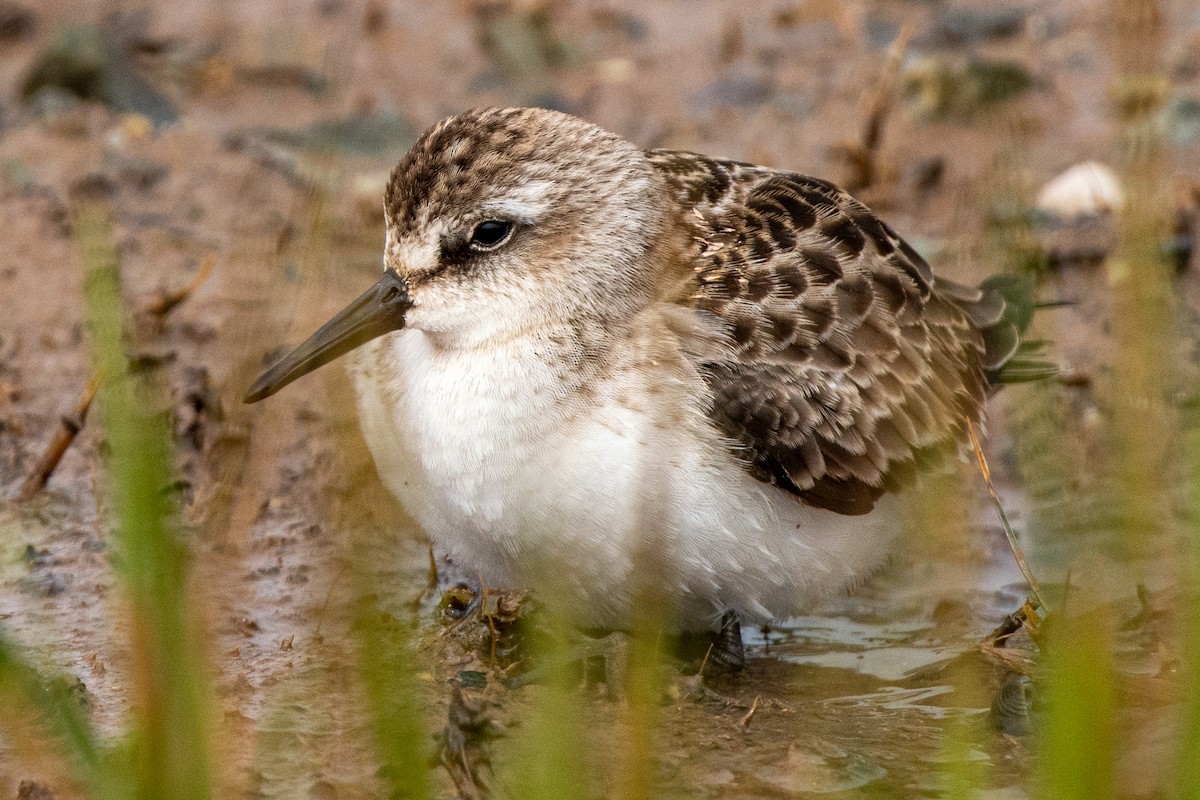 Semipalmated Sandpiper - ML608500088