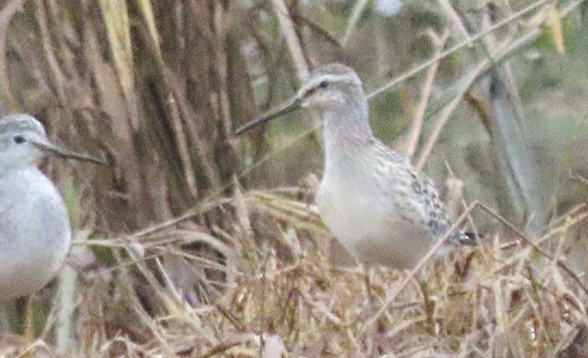 Stilt Sandpiper - ML608500121