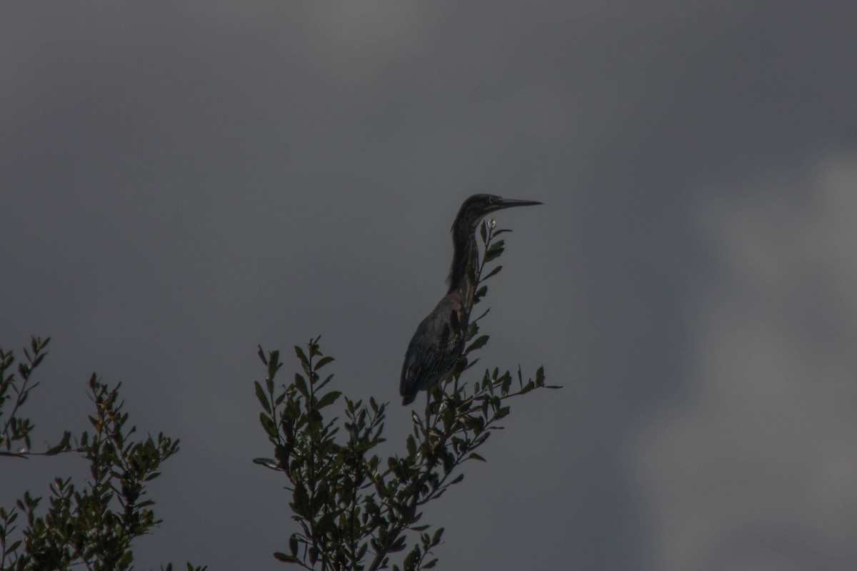 Green Heron - ML608500180