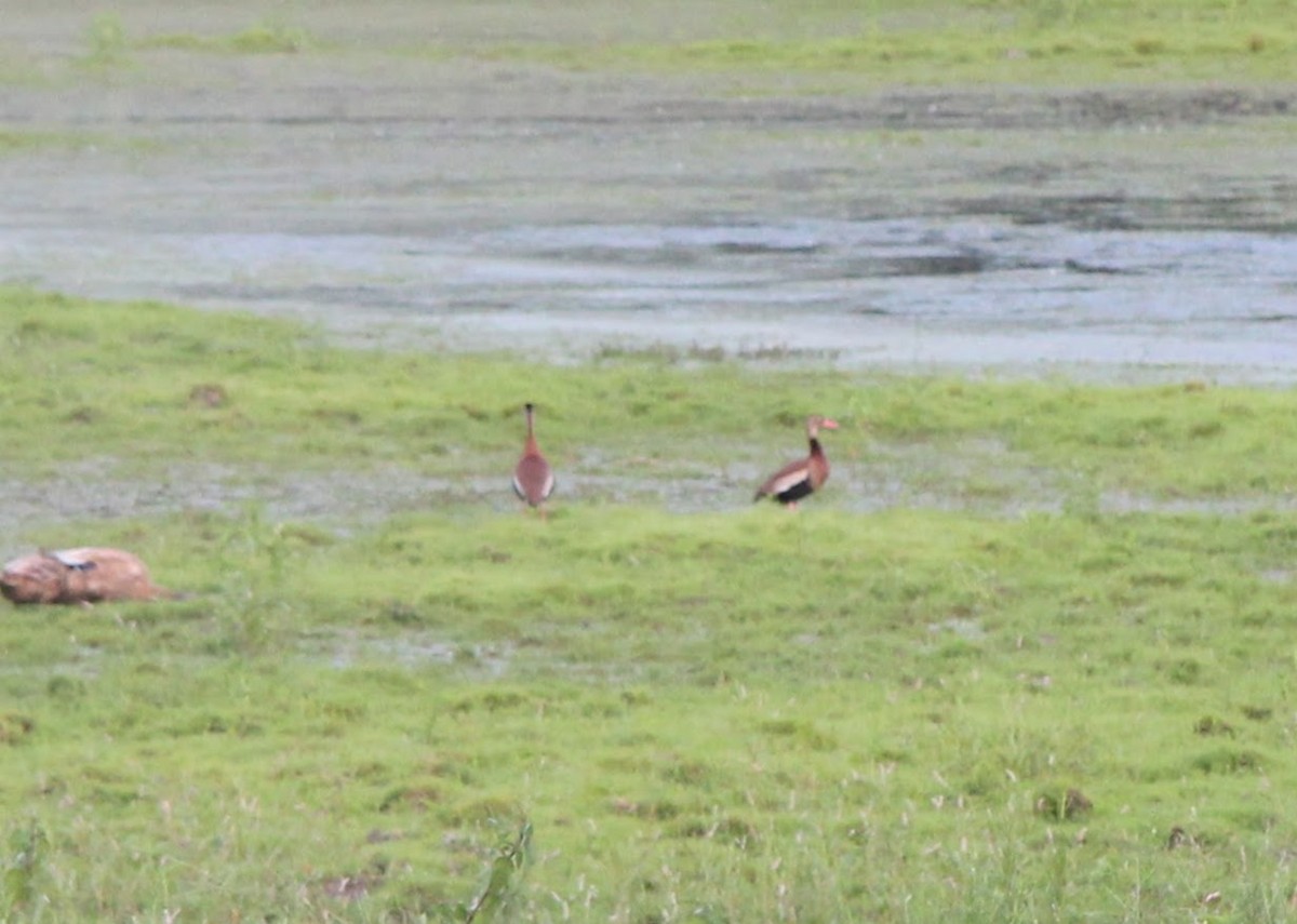 Black-bellied Whistling-Duck - ML608500205