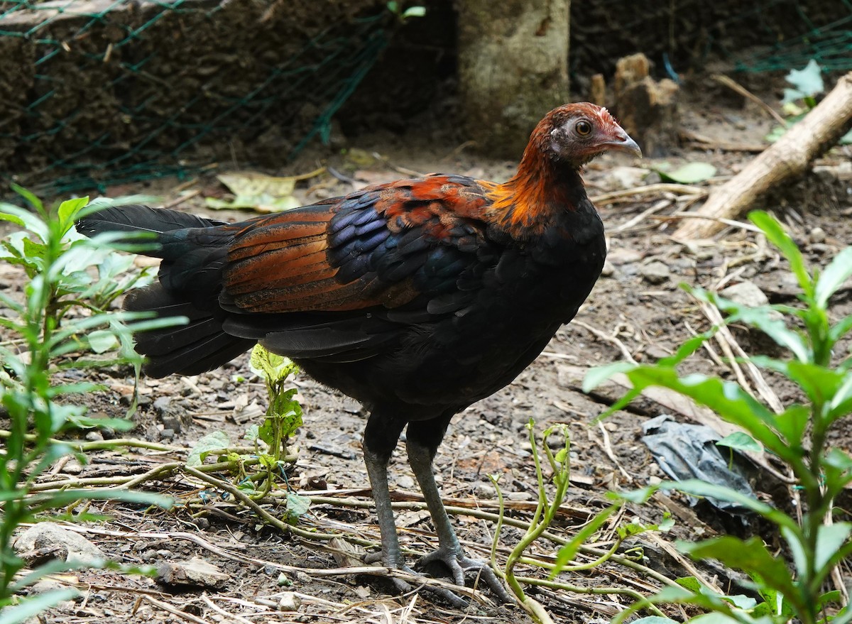 Red Junglefowl - Ronet Santos