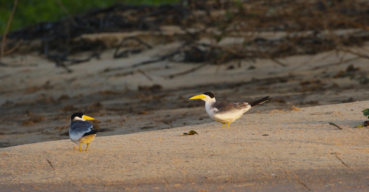 Large-billed Tern - Dan Tankersley