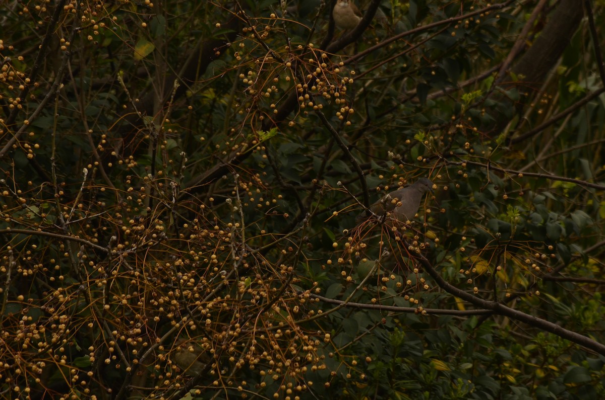 White-tipped Dove - Juan Andrés Lozano