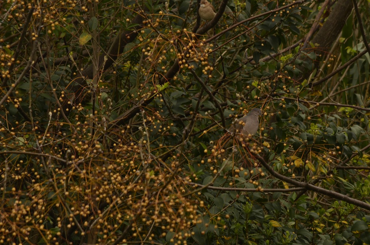 White-tipped Dove - ML608500348