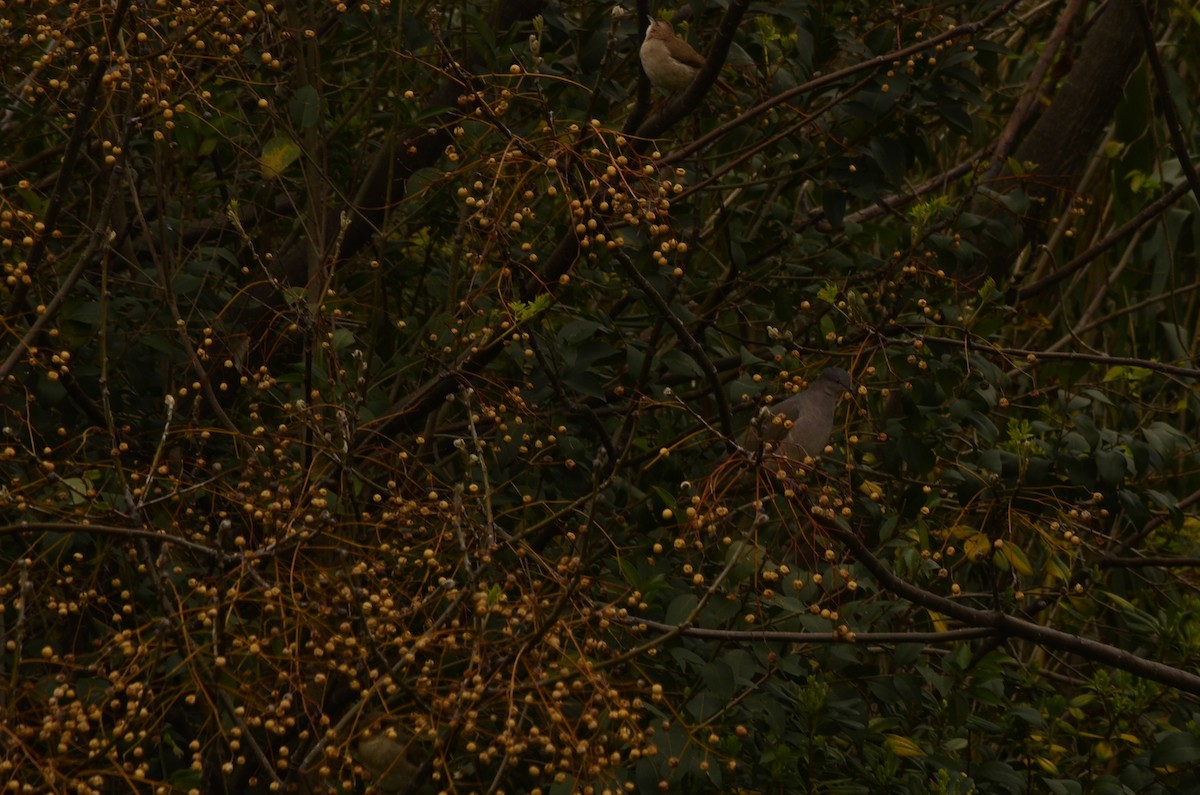 White-tipped Dove - Juan Andrés Lozano