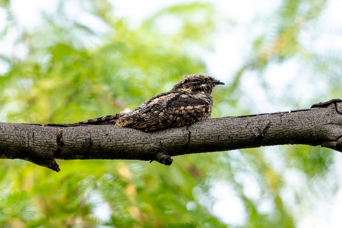 Jungle Nightjar - ML608500377