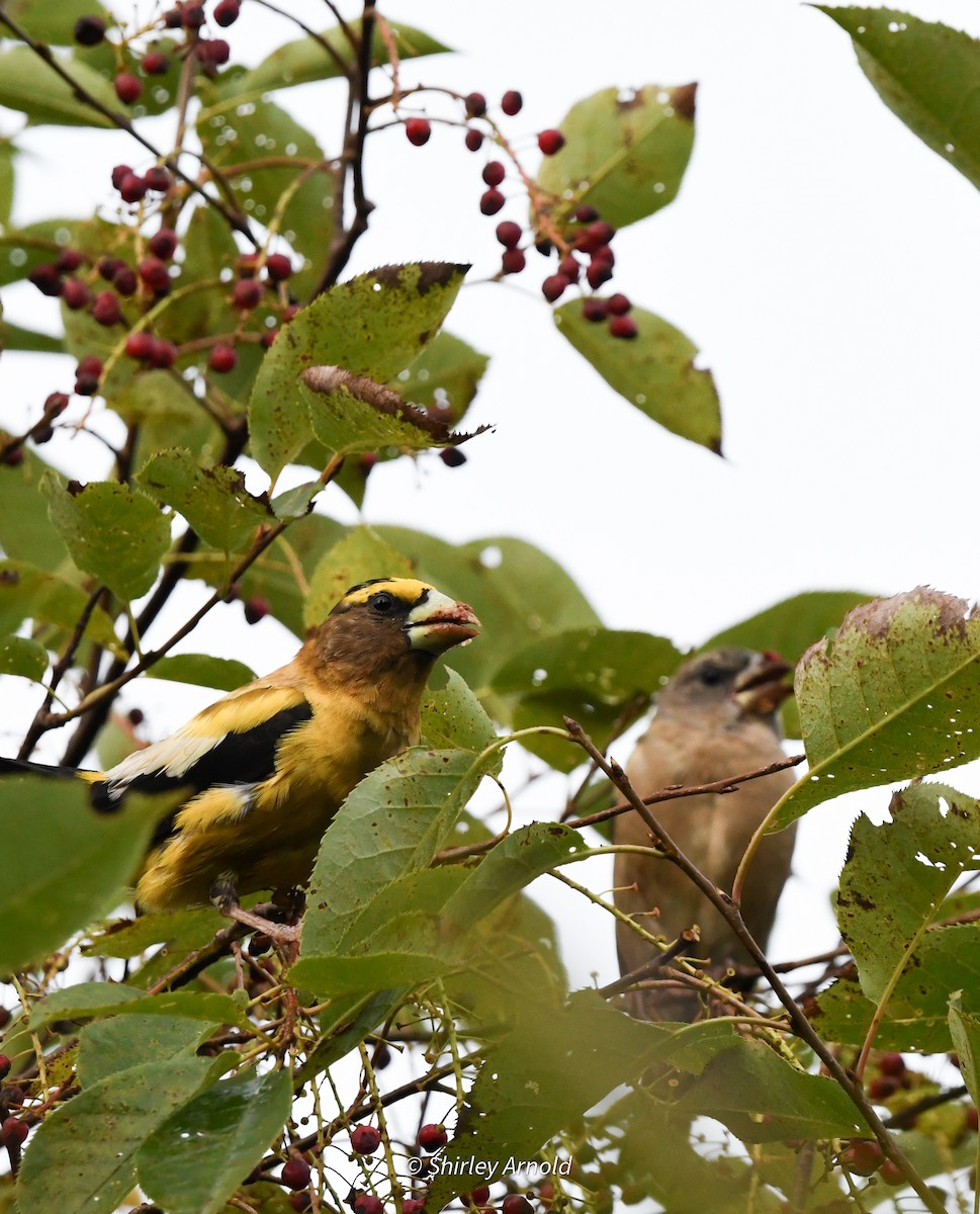 Evening Grosbeak - ML608500425