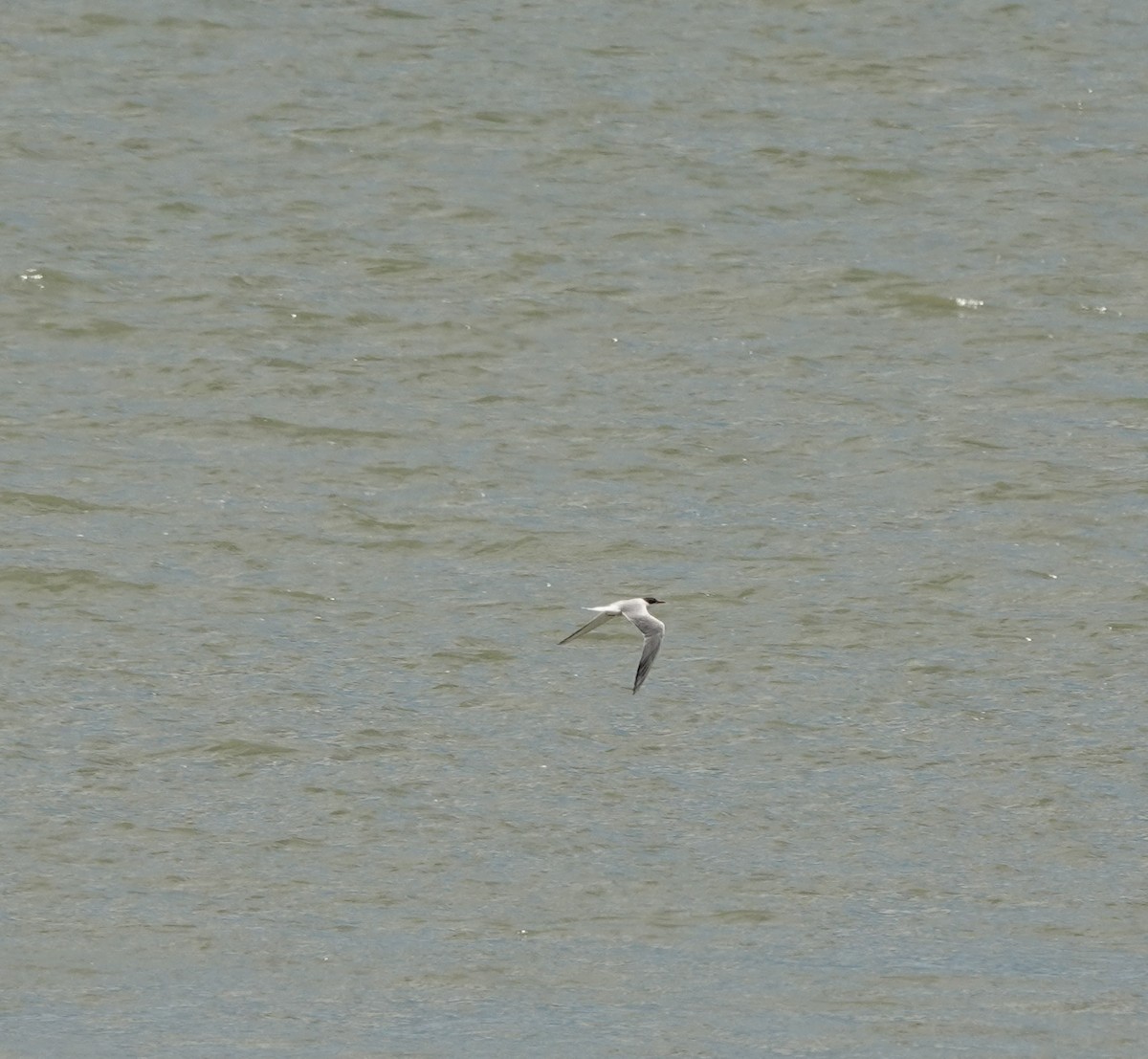 Common Tern - ML608500451