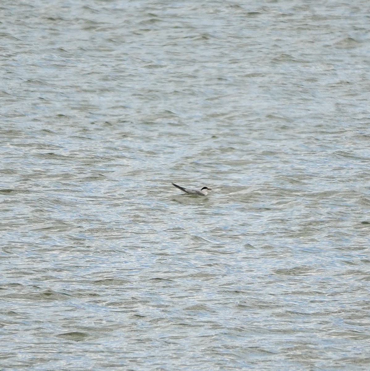 Common Tern - Vic Zerbi