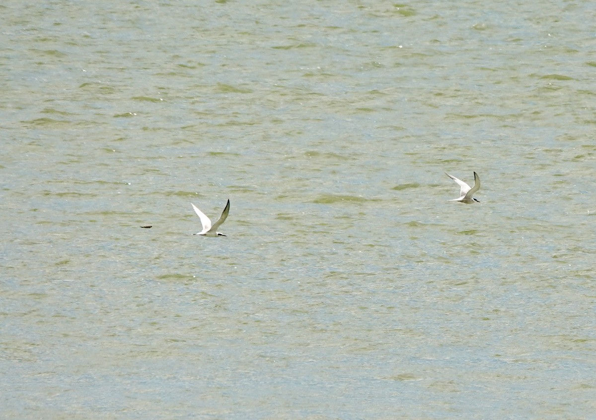 Forster's Tern - Vic Zerbi