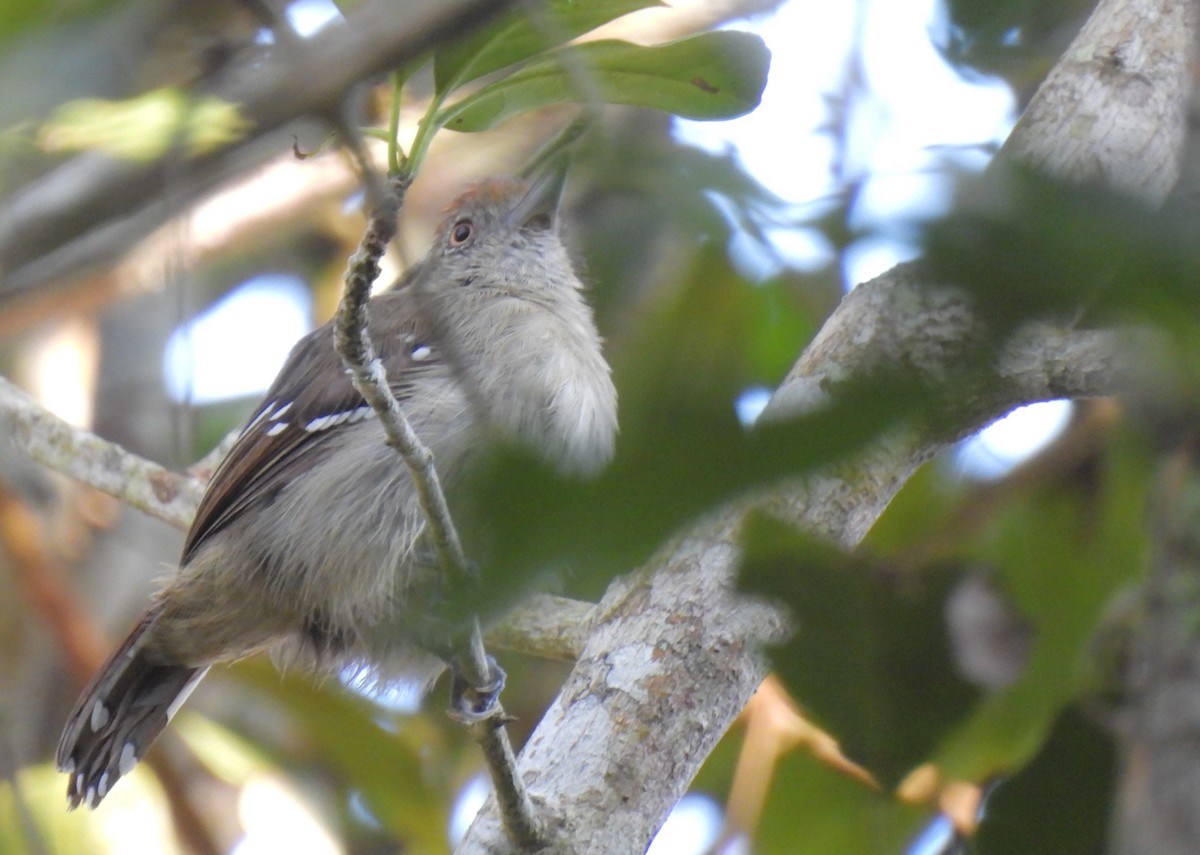 Northern Slaty-Antshrike - Daniel Lane