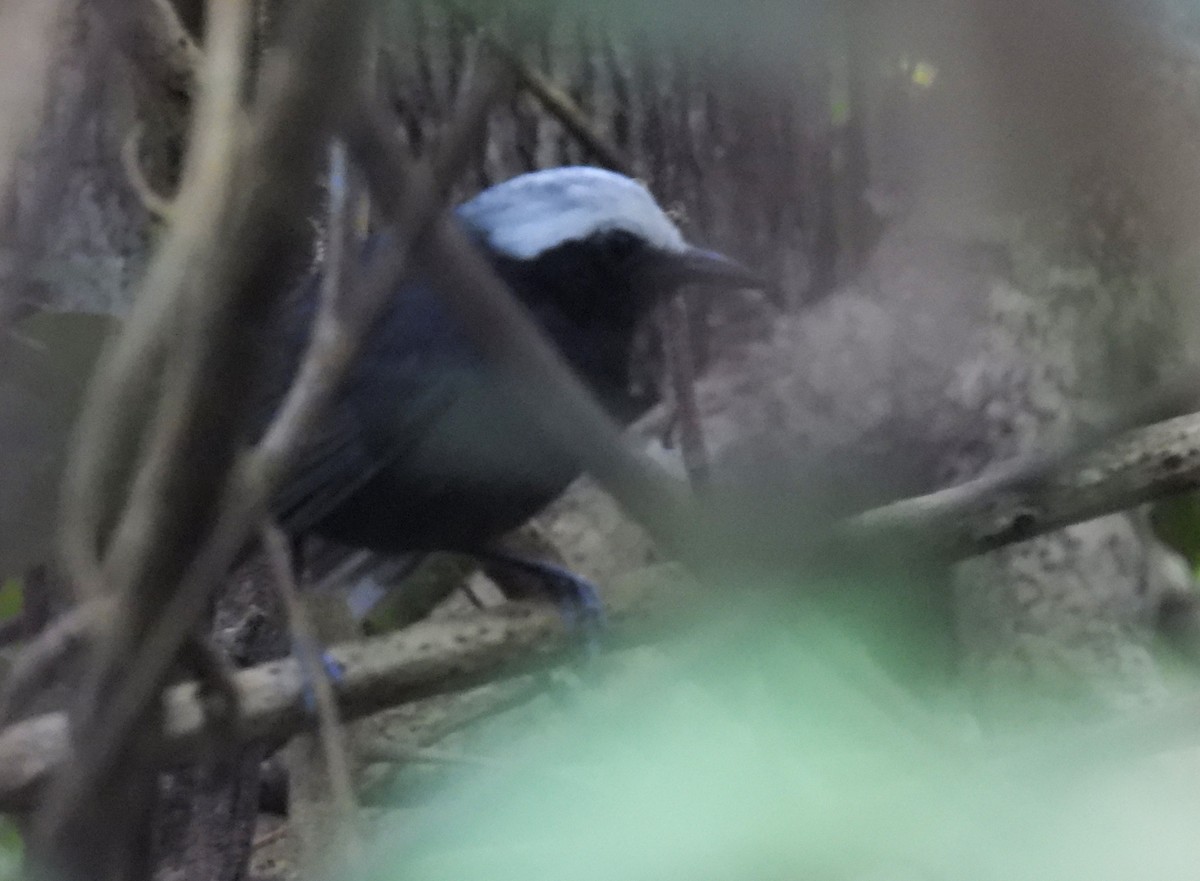 White-browed Antbird - Daniel Lane