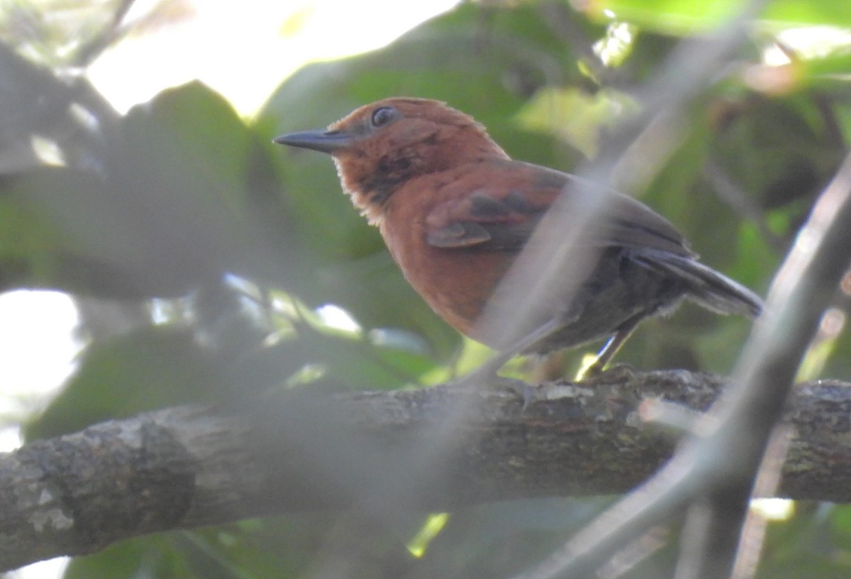 Orangekehl-Dickichtschlüpfer - ML608501163