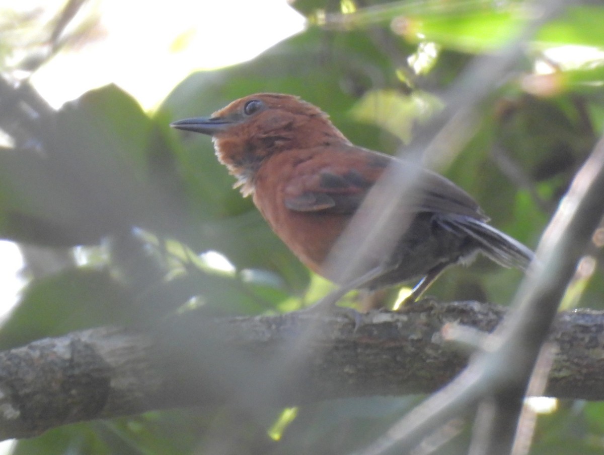 Chestnut-throated Spinetail - Daniel Lane